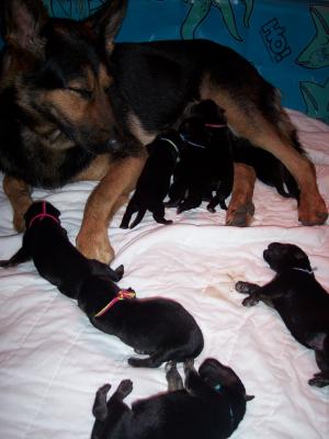 GermanShepherdDDRbloodlinepedigreePuppiesJ